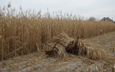Quels sont les inconvénients du miscanthus ?