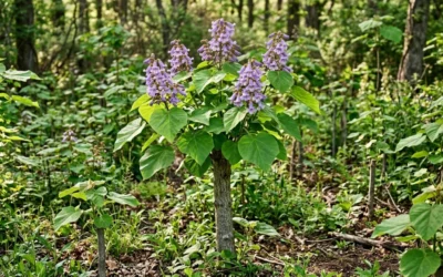 Quels sont les inconvénients du paulownia tomentosa à connaître ?