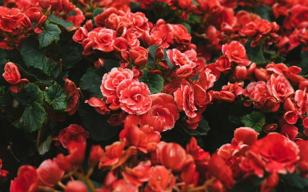 Dahlias et bulbes à fleurs : tout ce qu’il faut savoir pour un jardin coloré