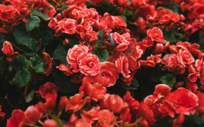 Dahlias et bulbes à fleurs : tout ce qu’il faut savoir pour un jardin coloré